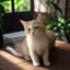 猫咪社区用户多猫家庭Lily头像