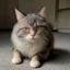 猫咪社区用户新手铲屎官小白头像