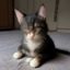 猫咪社区用户橘猫铲屎官阿喵头像